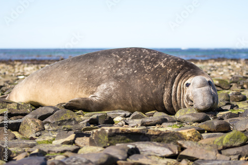 Male Southern Elephant Seal resting on beach