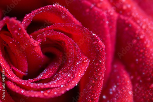 Fototapeta Naklejka Na Ścianę i Meble -  red rose in water drops, closeup