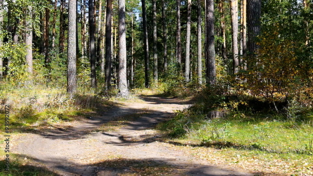 Earth road in autumn pine forest
Earth road in autumn pine forest