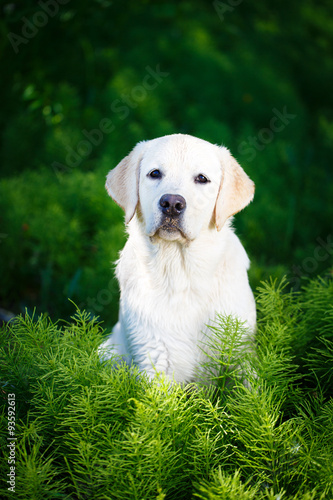 Fototapeta Naklejka Na Ścianę i Meble -  labrador retriever dog