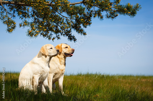 labrador retriever dog