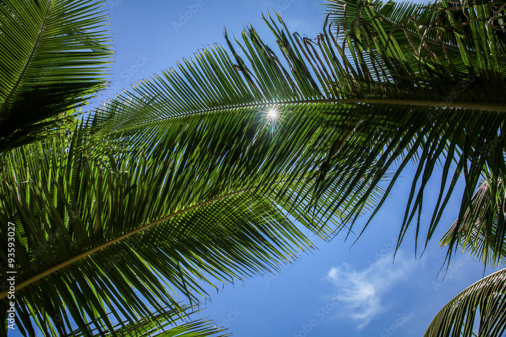 Palm tree branch against the light on the tropical beach. Palm tree branch against the light on the tropical beach.
