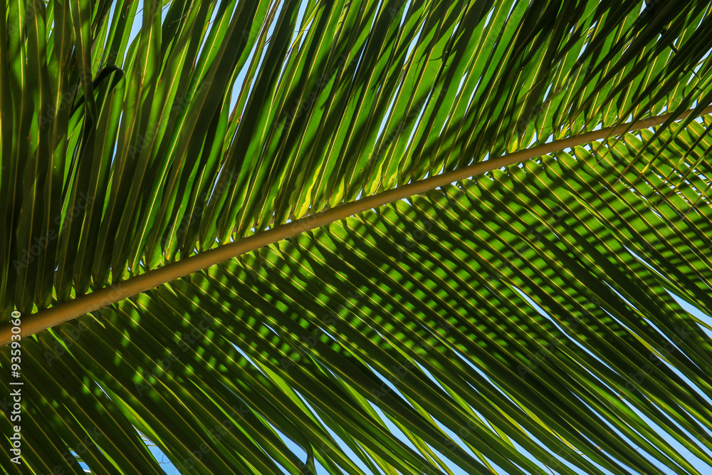 Obraz premium Abstract Palm tree branch on the tropical beach for background