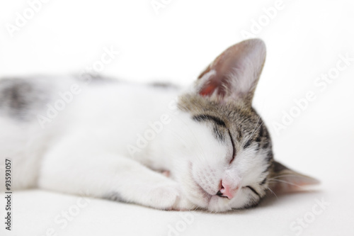 Fototapeta Naklejka Na Ścianę i Meble -  眠る子猫

