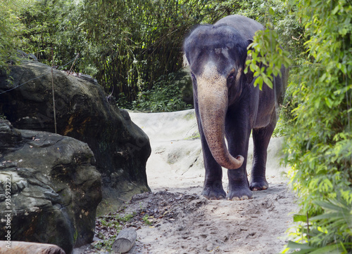 Индийский слон выходит из леса