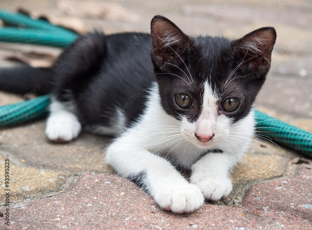 Little black and white cute kitten in garden Little black and white cute kitten in garden