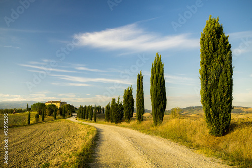 cypresses on the road to an agriturismo in Tuscany