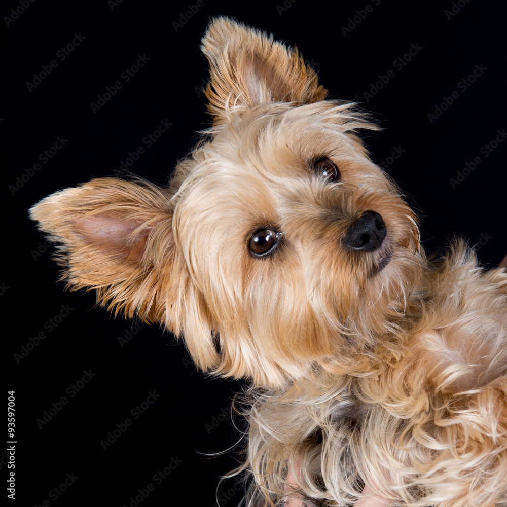 A cute and lovely young Yorkshire Terrier dog A cute and lovely young Yorkshire Terrier dog