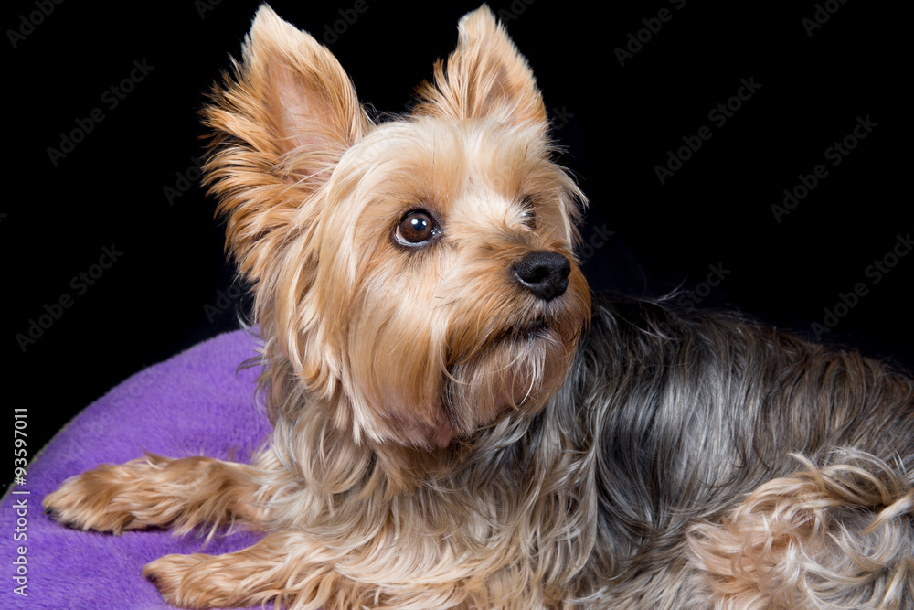 A cute and lovely  young Yorkshire Terrier dog