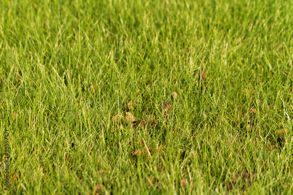 Obraz premium Green grass