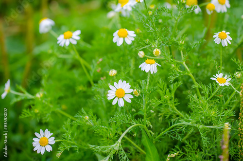 Camomile flowers blooming during spring with a fresh green look in a rural garden close