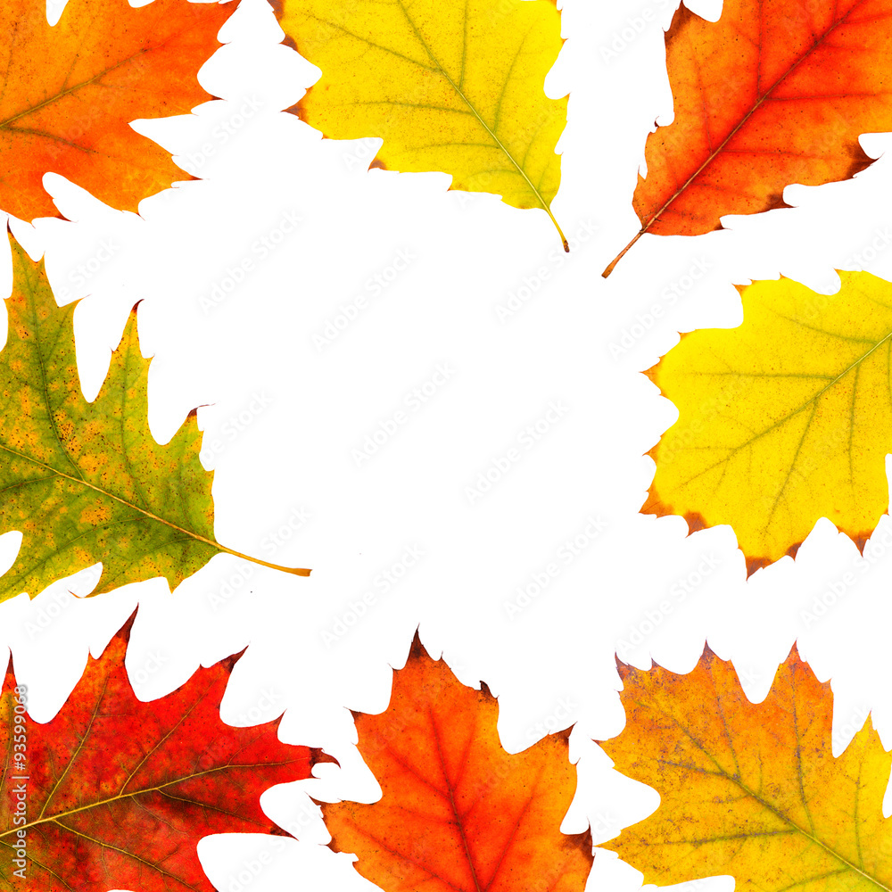 autumn leaves autumn leaves