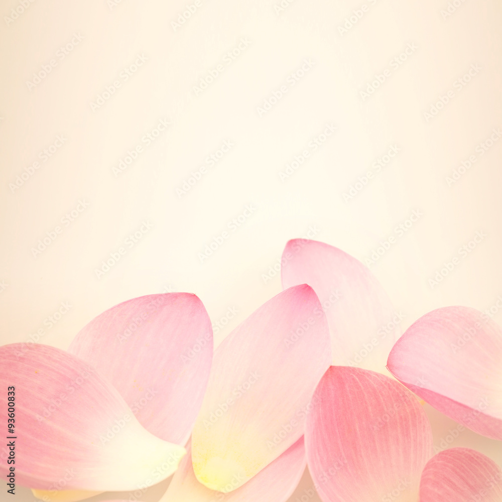 sweet pink lotus in soft and blur style for background
