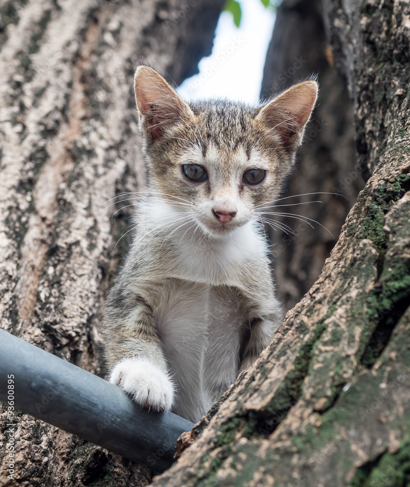 Fototapeta premium Pity cute kitten on tree