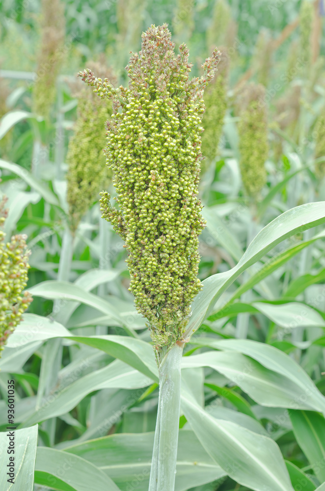 Obraz premium Sorghum or Millet in the field