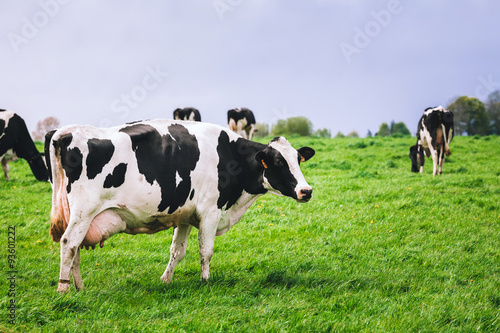 Cows on meadow with green grass