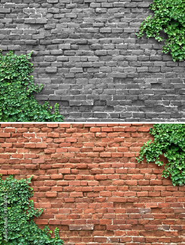 Old brick wall covered in ivy © hary_cz