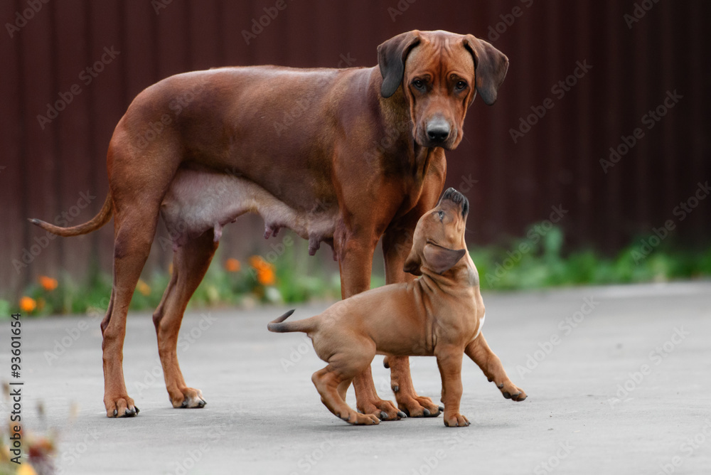 Adorable little Rhodesian Ridgeback puppies playing together in