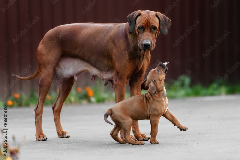 Adorable little Rhodesian Ridgeback puppies playing together in Adorable little Rhodesian Ridgeback puppies playing together in