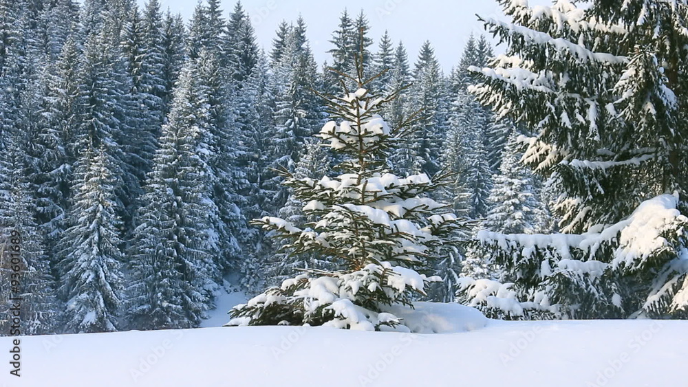 Winter landscape with spruce fir trees and snowflakes on the mountain Winter landscape with spruce fir trees and snowflakes on the mountain