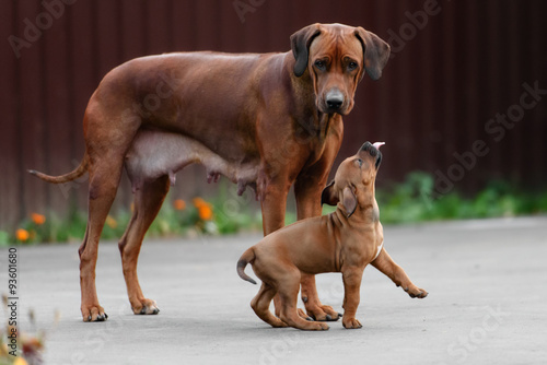 Adorable little Rhodesian Ridgeback puppies playing together in © brusnikaphoto