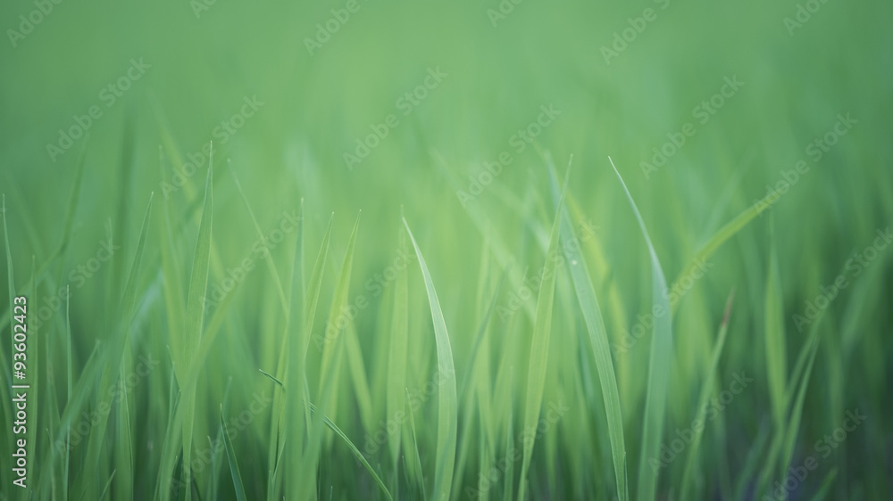 Soft natural green background. rice crops on the rice field. Soft natural green background. rice crops on the rice field.