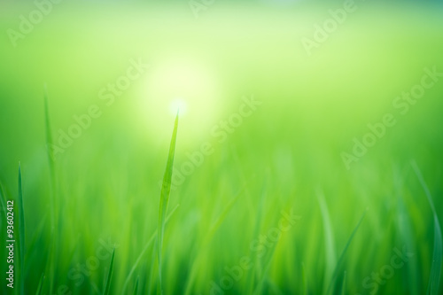 Soft natural green background. Rice crops on the rice field.