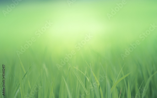 Soft natural green background. Rice crops on the rice field.