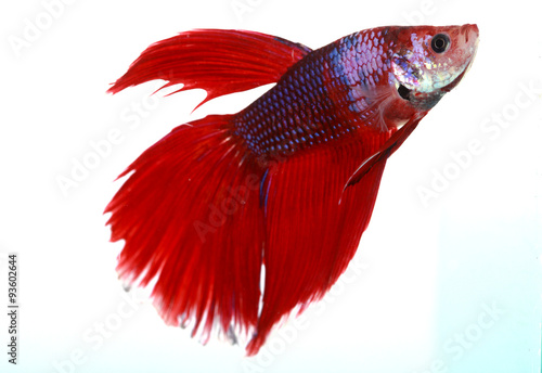 Colorful of Betta Fish closeup on white background.