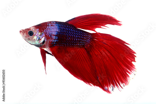 Colorful of Betta Fish closeup on white background.