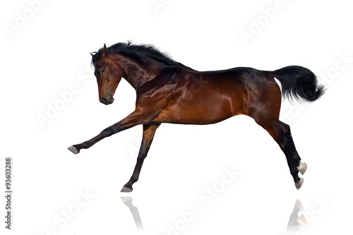 Beautiful bay horse jump on white background