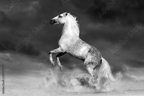 White horse rearing up in desert storm