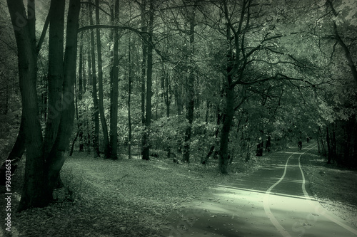 monochrome landscape nature park