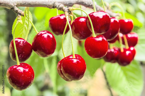 Sweet cherry berries on a tree branch close-up