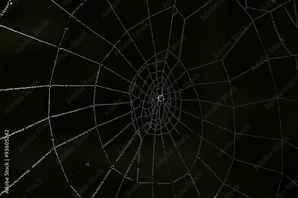 spider web in the forest