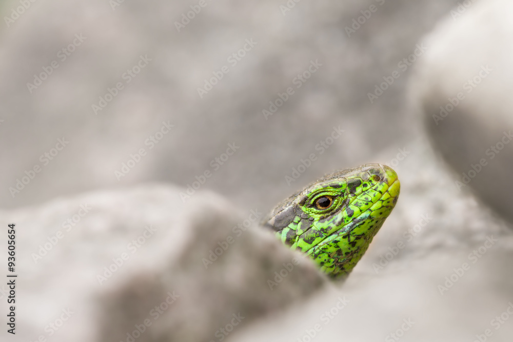 Fototapeta premium Zauneidechse