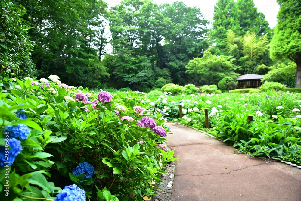 紫陽花公園 紫陽花公園