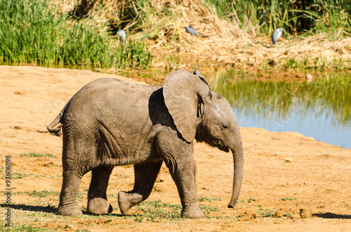 Elefante cucciolo  - Addo Elephants park - Sudafrica