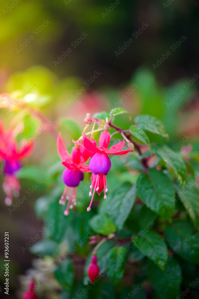 Fototapeta premium Fuchsia or Onagraceae