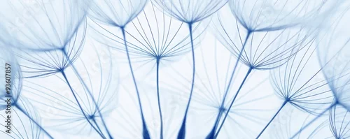 Panel kuchenny z motywem dandelion seeds