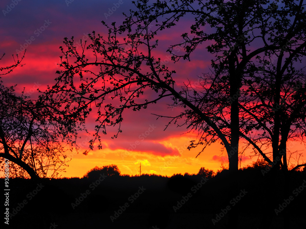 Beautiful Sunset and Trees Silhouettes in the Countryside
