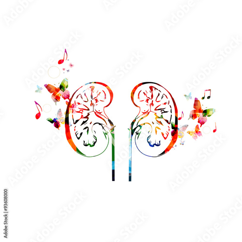 Colorful human kidneys design