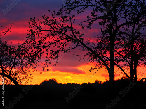 Beautiful Sunset and Trees Silhouettes in the Countryside