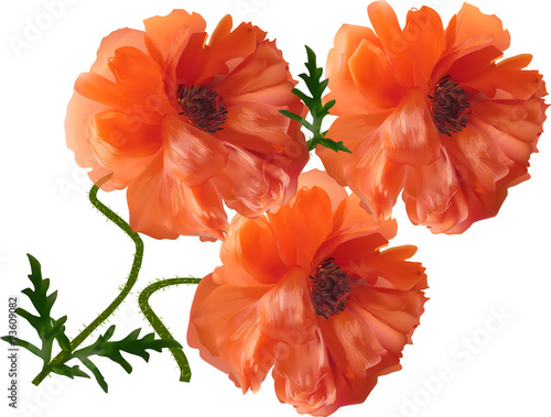 group of three poppy flowers isolated on white