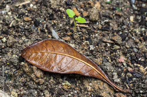 dry leaves photo