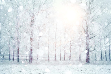 Tableau sur plexiglas Hiver Forêt blanche givrée en hiver  © kichigin19