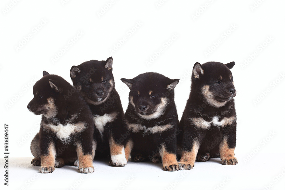 group of puppies on a white background group of puppies on a white background