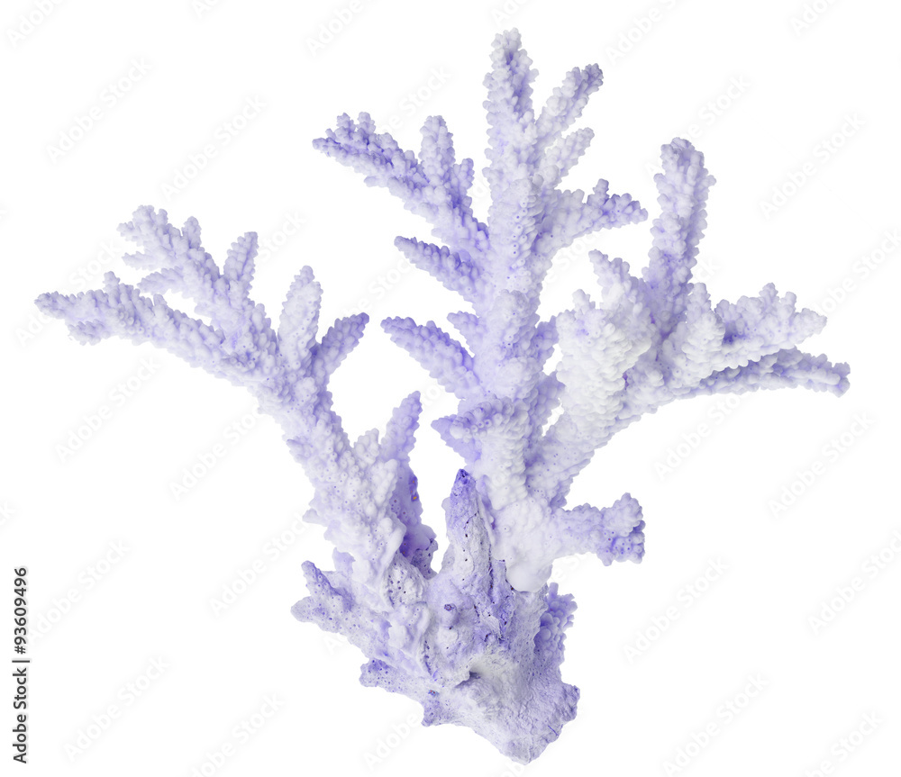 Naklejka premium blue color isolated on white sea coral
