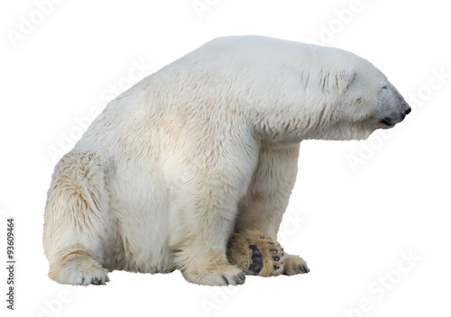 isolated sitting polar bear