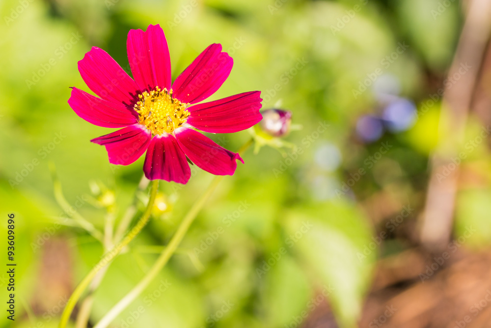 Cosmos red flower in daylight warm tone with blurred background. Cosmos red flower in daylight warm tone with blurred background.
